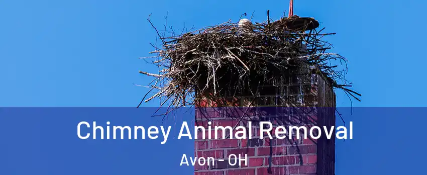  Chimney Animal Removal Avon - OH