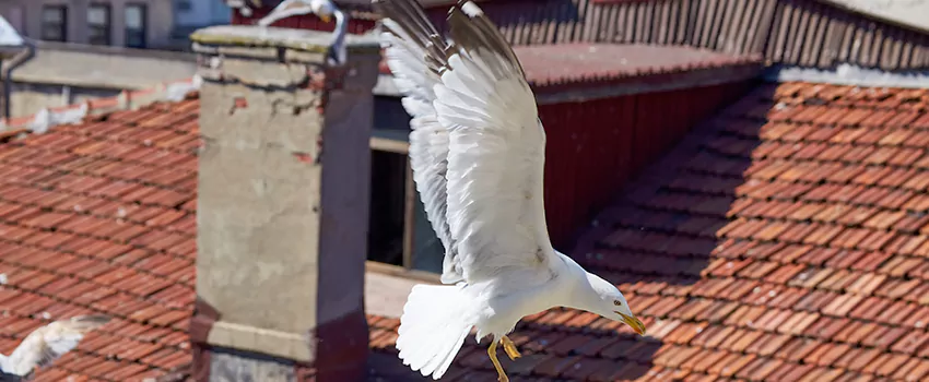Residential Chimney Animal Removal Solution in Avon, OH